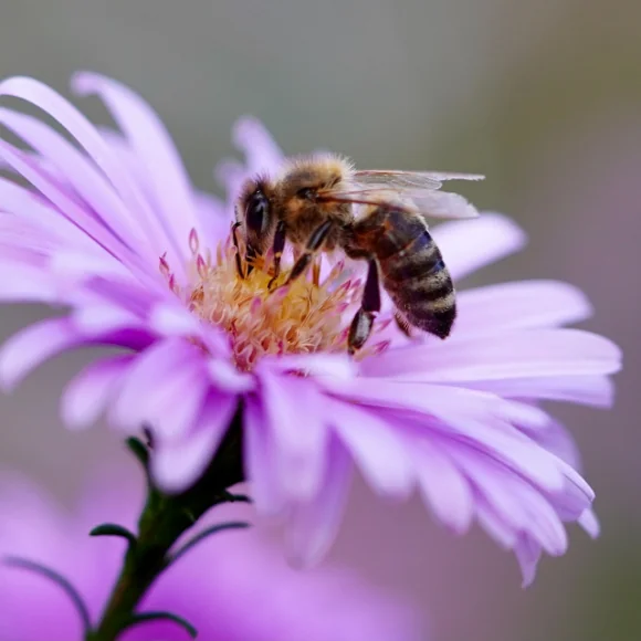 Capture et relocalisation d'essaims d'abeilles - Préservation de la biodiversité